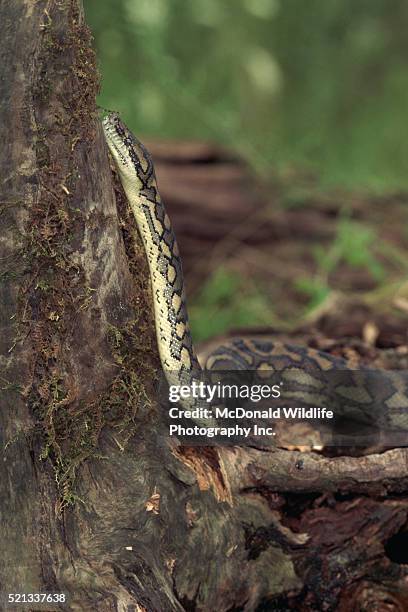 carpet python (morelia spilotes variegata) at the base of a tree - carpet python stock pictures, royalty-free photos & images