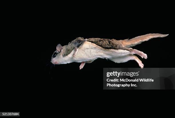 southern flying squirrel in flight - flying squirrel stock-fotos und bilder