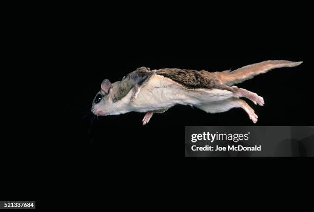 southern flying squirrel in flight - flygekorre bildbanksfoton och bilder