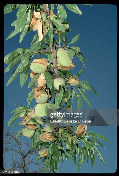 almonds on almond trees - yolo county stock pictures, royalty-free photos & images