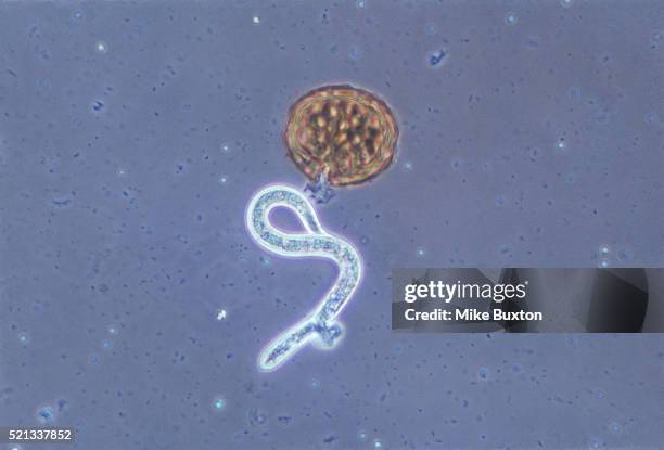 roundworm larva and egg - nematode worm stockfoto's en -beelden