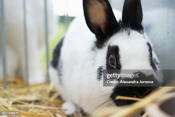 Mottled Rabbit 257 Mottled Eyes Stock Photos, High-Res Pictures, and Images - Getty Images