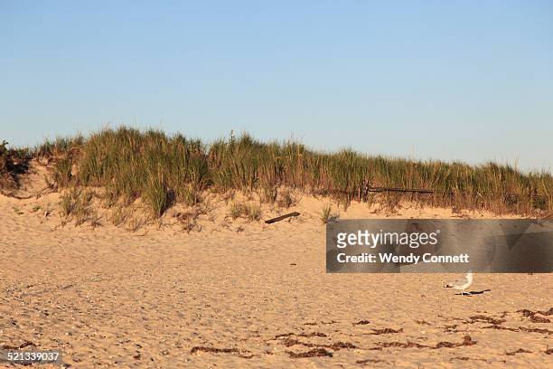 beach dennisport cape cod - dennis day stock pictures, royalty-free photos & images