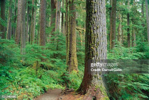 forest of old growth douglas firs - douglas fir stock pictures, royalty-free photos & images