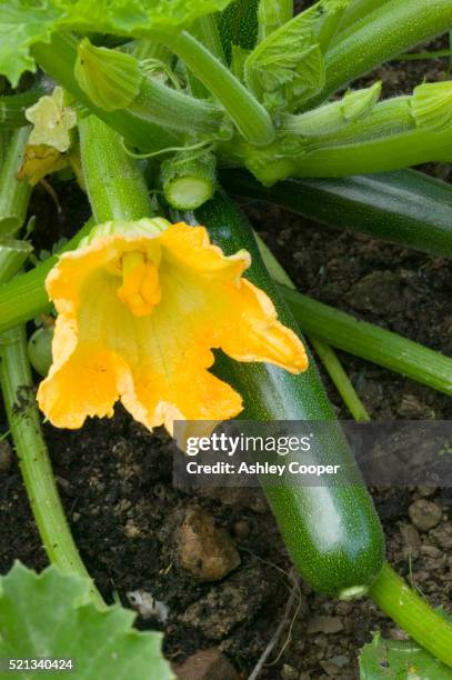 close-up of zucchini flower and fruit - courgette stock pictures, royalty-free photos & images