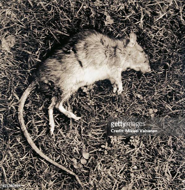 dead rat - hantavirus stock pictures, royalty-free photos & images
