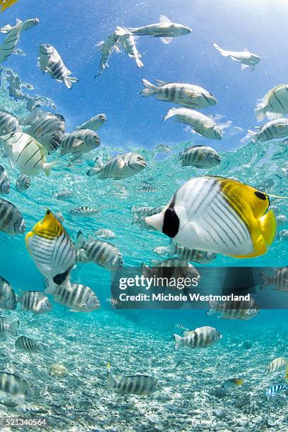 tropical fish in bora-bora lagoon - pacific double saddle butterflyfish stock pictures, royalty-free photos & images