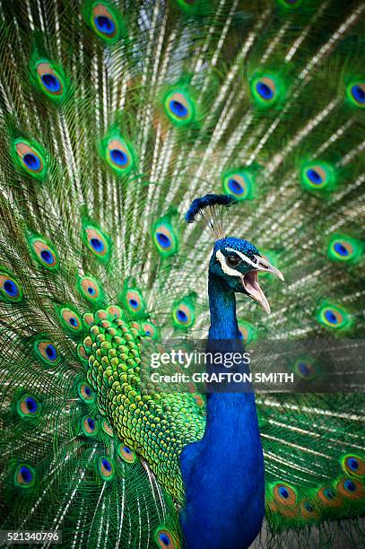 screaming peacock - pfauenfeder stock-fotos und bilder