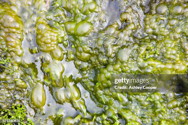 bubbles of oxygen produced by algae as they photosynthesize - slime stockfoto's en -beelden