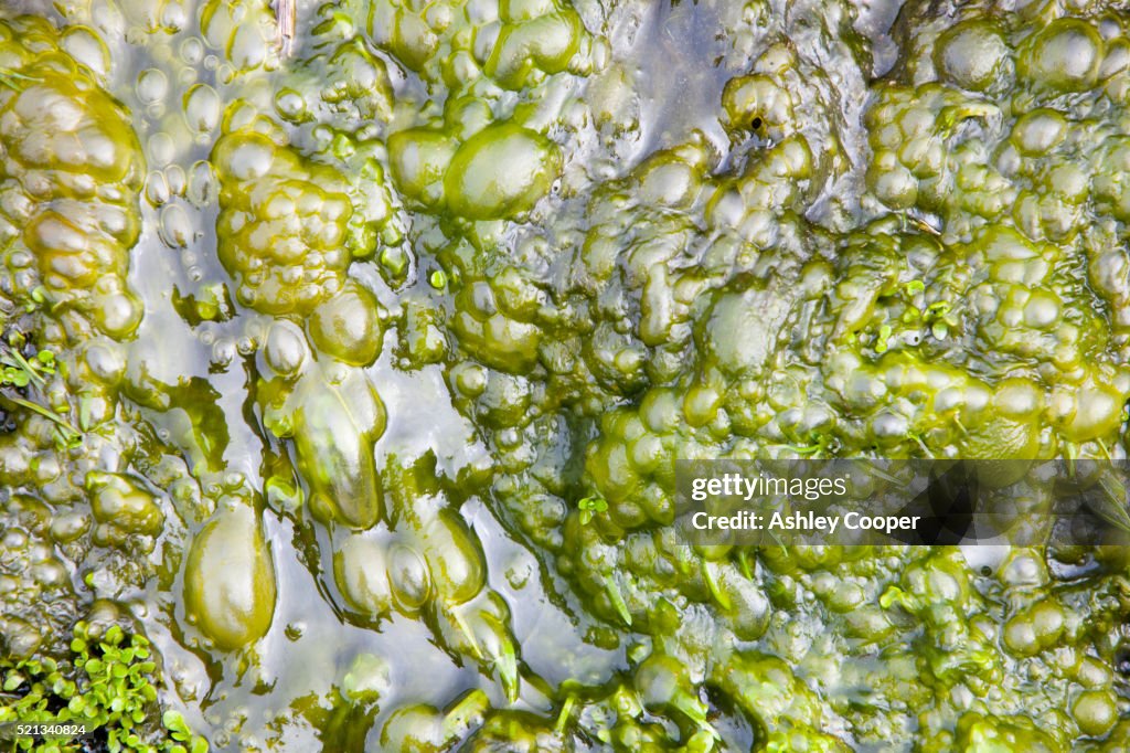 Bubbles of oxygen produced by algae as they photosynthesize