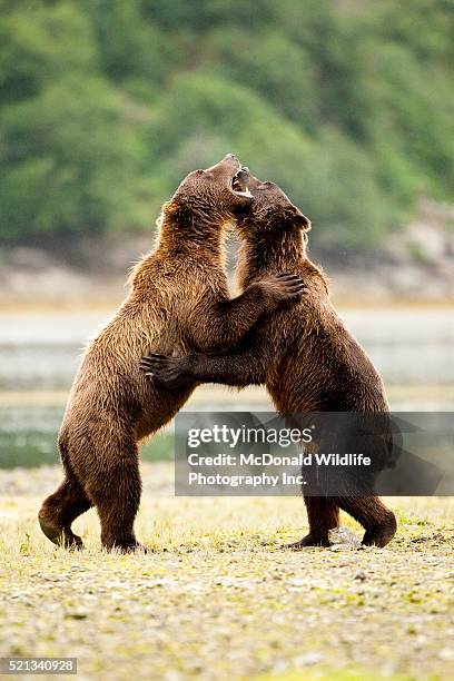 grizzly bears play fighting along river in katmai national park - bear standing stock pictures, royalty-free photos & images