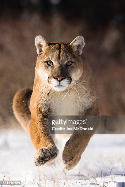 puma, puma concolor, running through snow in montana, usa. controlled situation. - cougar stockfoto's en -beelden