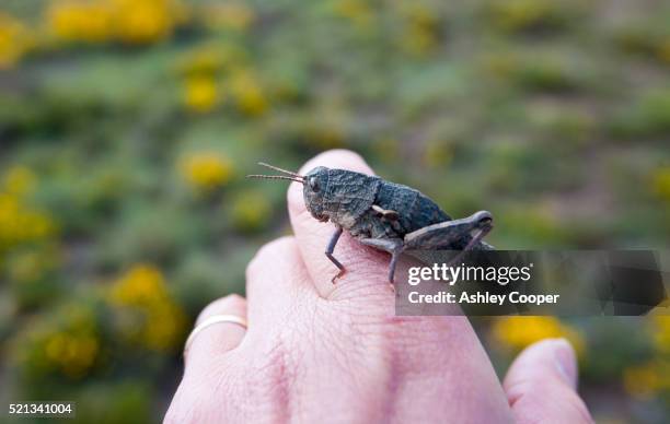a large grasshopper on a mans hand at 8,000 feet in the sierra nevada mountains of southern spain. - grasshopper stock pictures, royalty-free photos & images