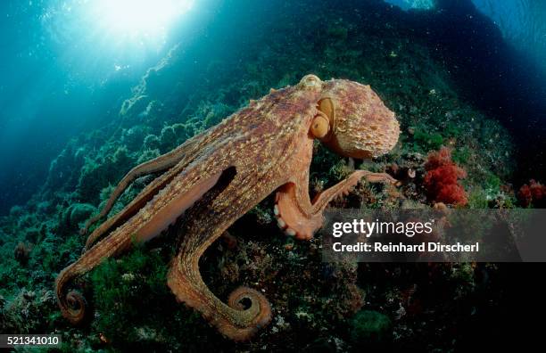 octopus (octopus vulgaris) - pulpo fotografías e imágenes de stock