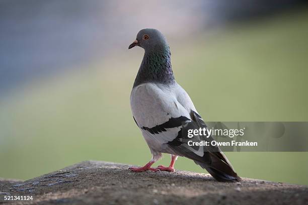 pigeon in paris - columbidae stock pictures, royalty-free photos & images