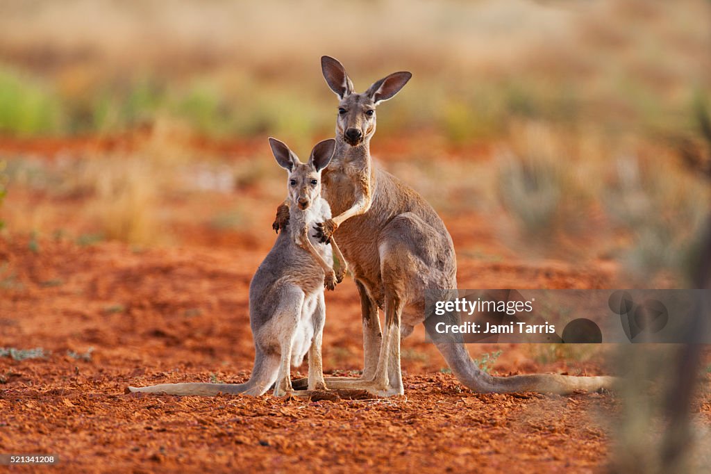 A female red kangaroo holds her juvenile joey while he reaches up for her