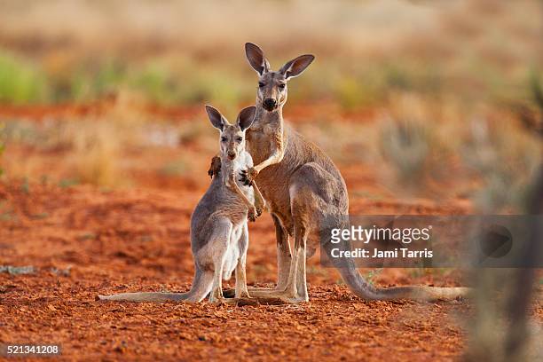 a female red kangaroo holds her juvenile joey while he reaches up for her - looking at camera australia imagens e fotografias de stock