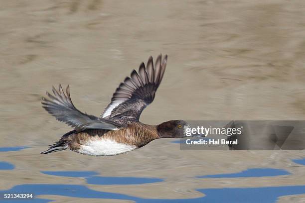 female lesser scaup duck in flight - コスズガモ ストックフォトと画像