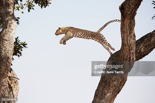 after watching and waiting, a leopard makes a move and leaps from one tree to another - fauve photos et images de collection