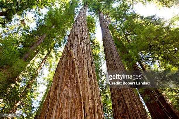 redwood trees - mendocino stock pictures, royalty-free photos & images