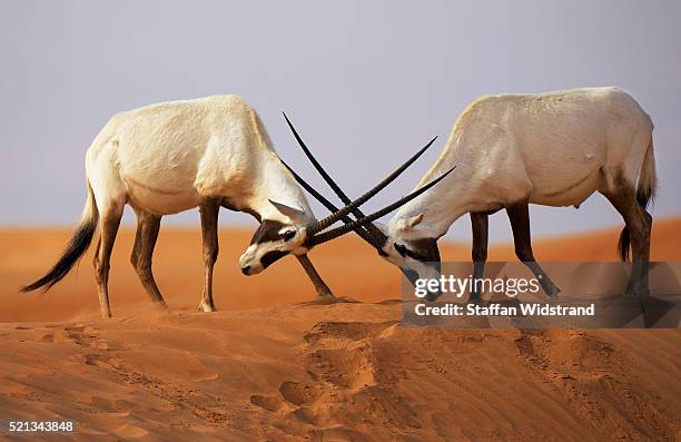 arabian oryx, oryx leucoryx, dubai desert conservation reserve, dubai - wildlife reserve stock-fotos und bilder