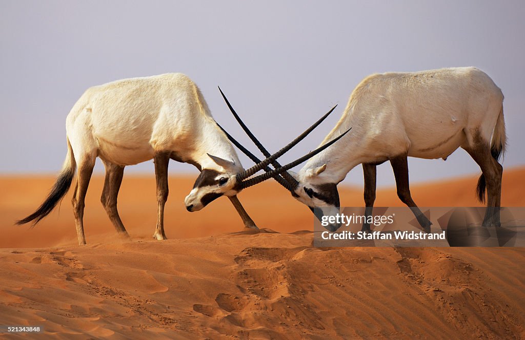 Arabian Oryx, Oryx leucoryx, Dubai Desert Conservation Reserve, Dubai