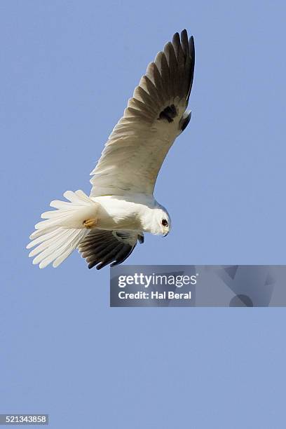 white-tailed kite hunting - white tailed kite stock pictures, royalty-free photos & images