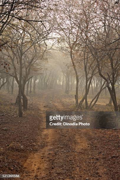 forests of ranthambore, rajasthan, india - ranthambore national park stock pictures, royalty-free photos & images