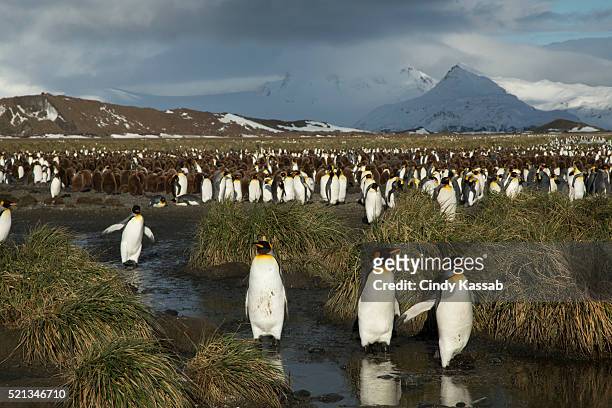 king penguins at salisbury plain in south georgia - south georgia island stock pictures, royalty-free photos & images