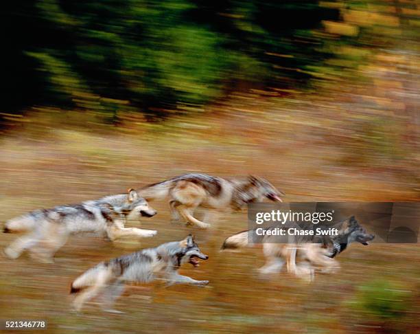 wolves running - wolf-run photos et images de collection