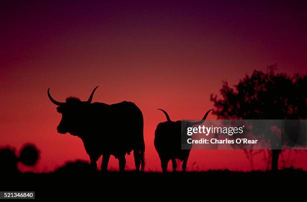 longhorns at sunset - longhorn ストックフォトと画像