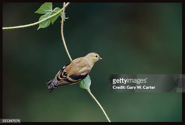 american goldfinch perched on leaf - american goldfinch fotografías e imágenes de stock
