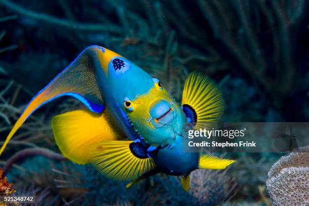 queen angelfish in florida keys - angelfish stock pictures, royalty-free photos & images