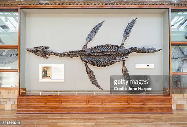 giant fossil of a pliosaur, natural history museum, london - ロンドン自然史博物館 ストックフォトと画像