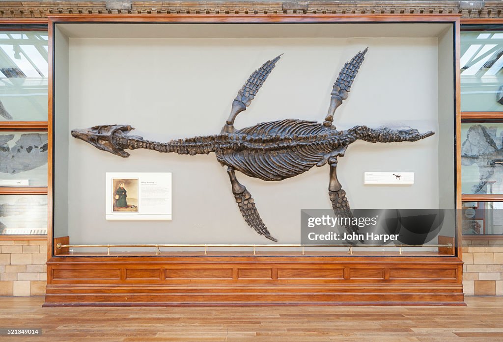 Giant fossil of a Pliosaur, Natural History Museum, London