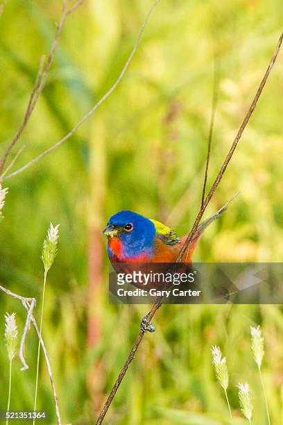 view of indigo painted bunting perching on twig - indigo bunting stock pictures, royalty-free photos & images