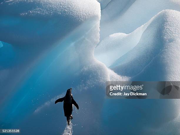 adelie penguin below iceberg - antarktiska halvön bildbanksfoton och bilder