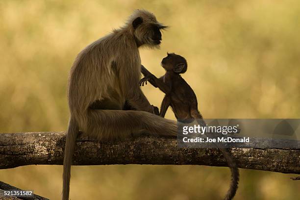hanuman langur monkey and baby - hanuman stock pictures, royalty-free photos & images