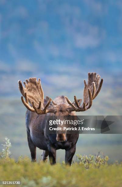 bull moose portrait - denali nationalpark stock-fotos und bilder