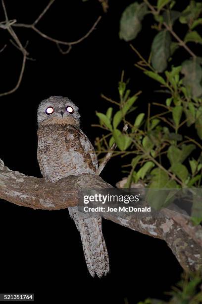great potoo at night - great potoo nyctibius grandis stock pictures, royalty-free photos & images