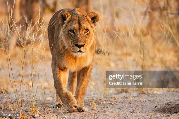 a lioness walking directly toward the camera at ground level - moremi game reserve stock pictures, royalty-free photos & images