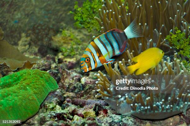 harlequin tusk fish, green island, cairns, queensland, australia - cairns aquarium stock pictures, royalty-free photos & images