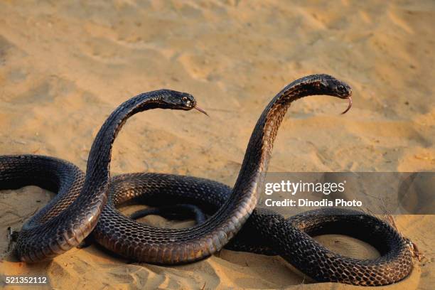 reptiles, pair of cobra snakes in aggressive position, pushkar fair, rajasthan, india - cobra stock pictures, royalty-free photos & images