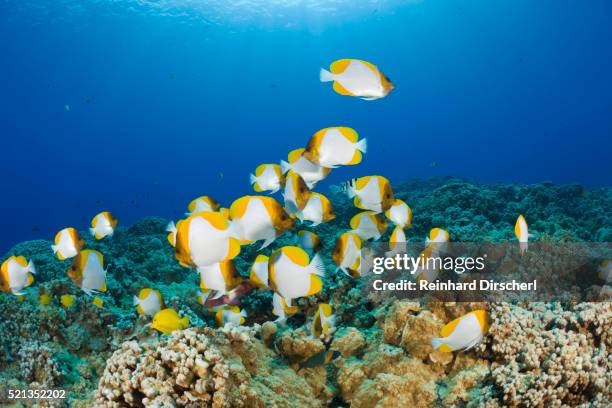 pyramid butterflyfishes, hemitaurichthys polyepis, molokini crater, maui, hawaii, usa - sea life stock pictures, royalty-free photos & images