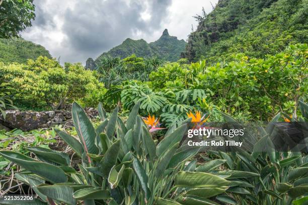 limahuli garden - us botanic garden stock-fotos und bilder