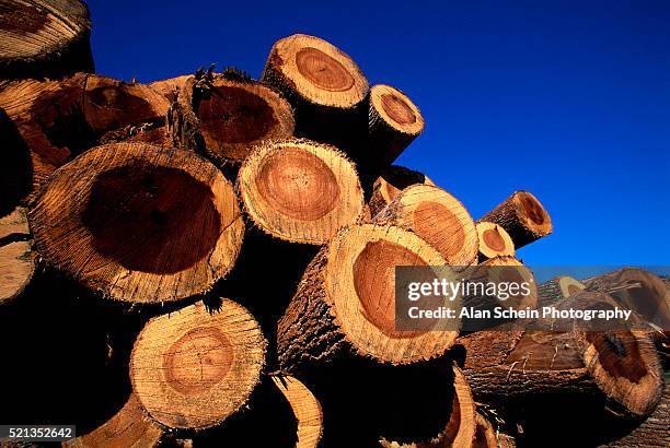 stack of cut logs - depósito de madeiras imagens e fotografias de stock