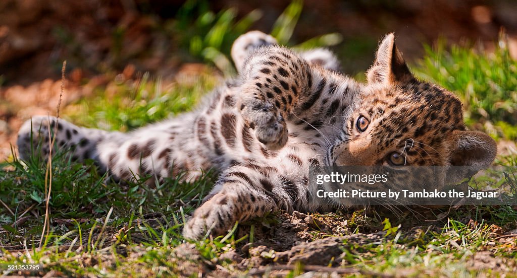 Jaguar cub rolling on the grass