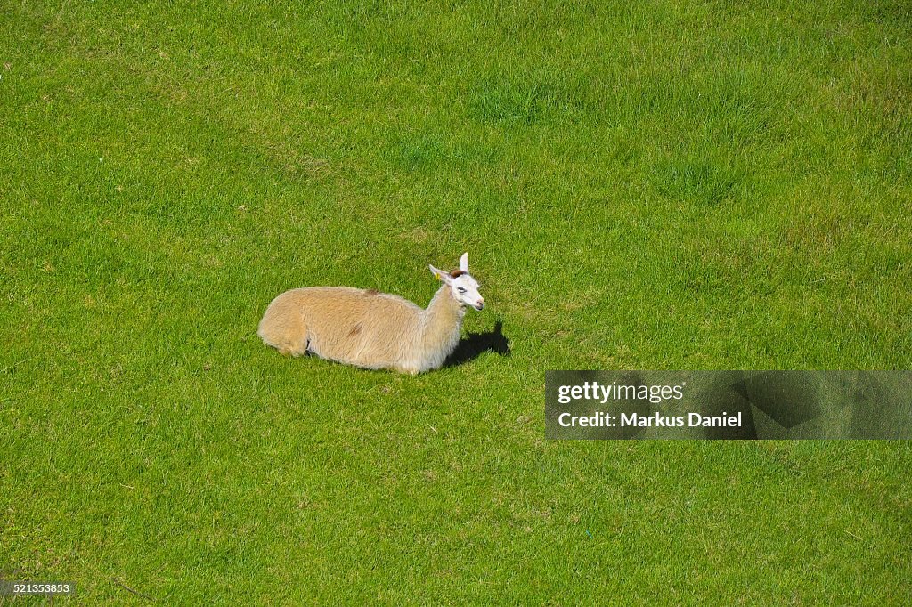 Single Llama in Machu Picchu