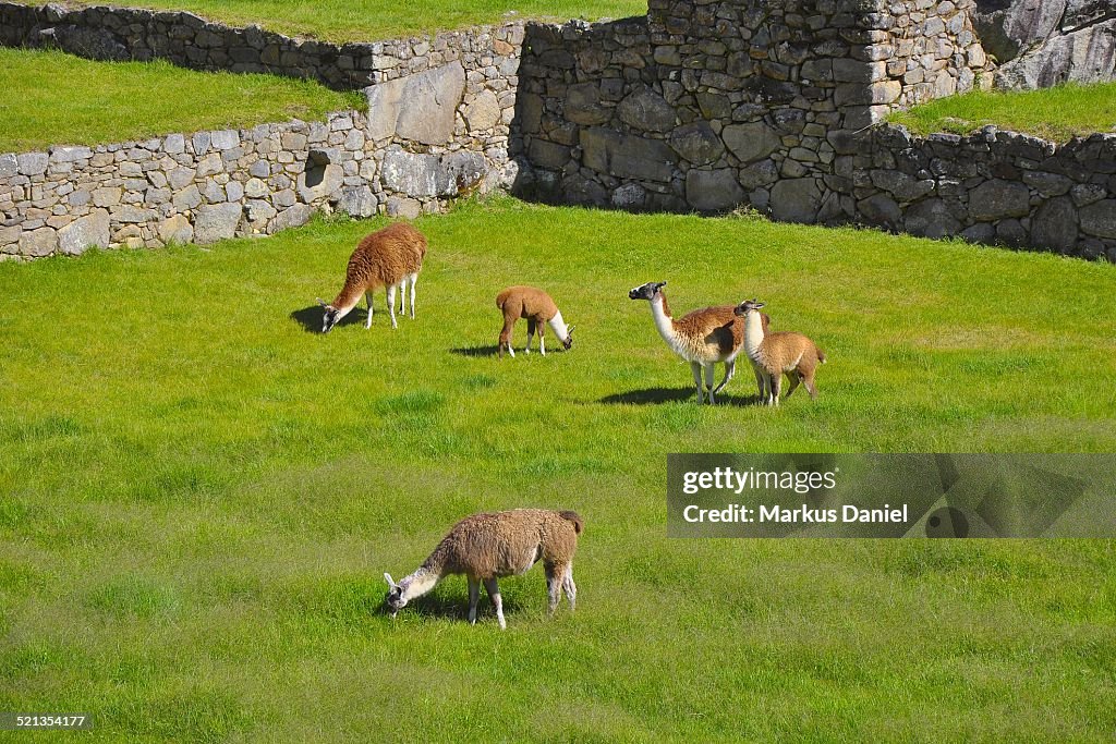 Five lamas on main square in Machu Picchu