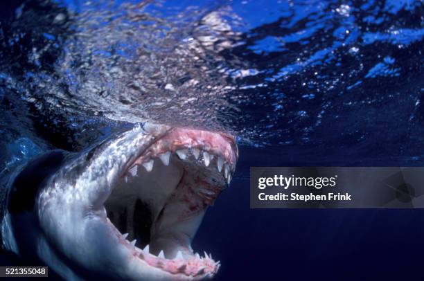great white shark with mouth open - dierlijke mond stockfoto's en -beelden